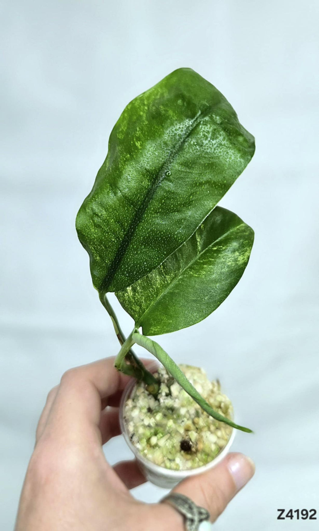 Raphidophora Puberula Variegata #Z4192