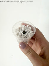 Load image into Gallery viewer, Alocasia zebrina
