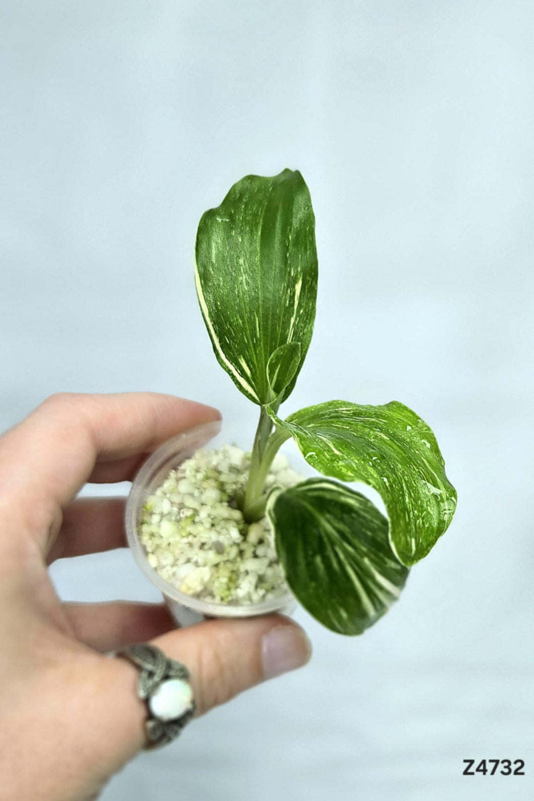 Kaempferia sp White Wagyu Variegata #Z4732