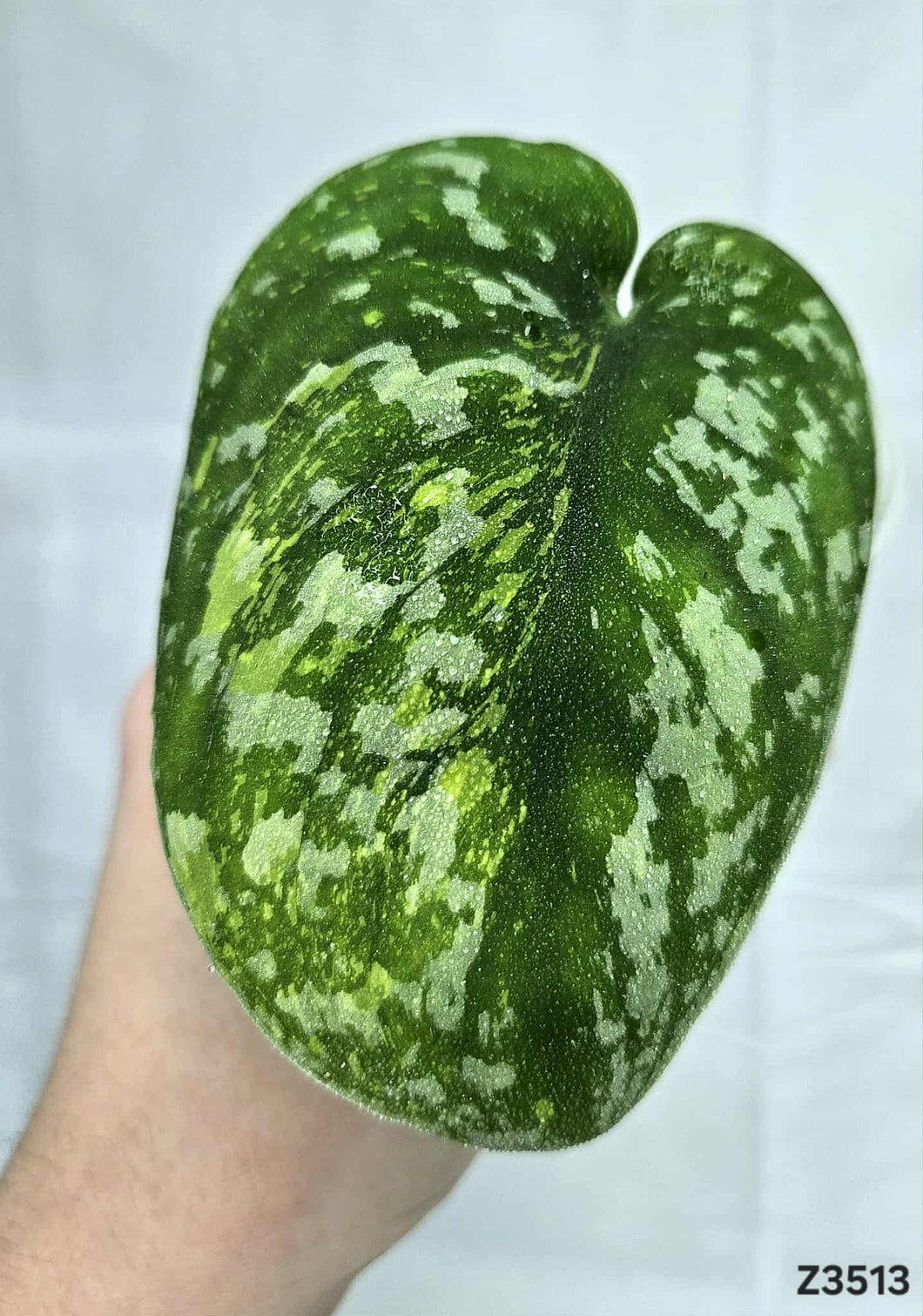 Scindapsus Baticon #Z3513