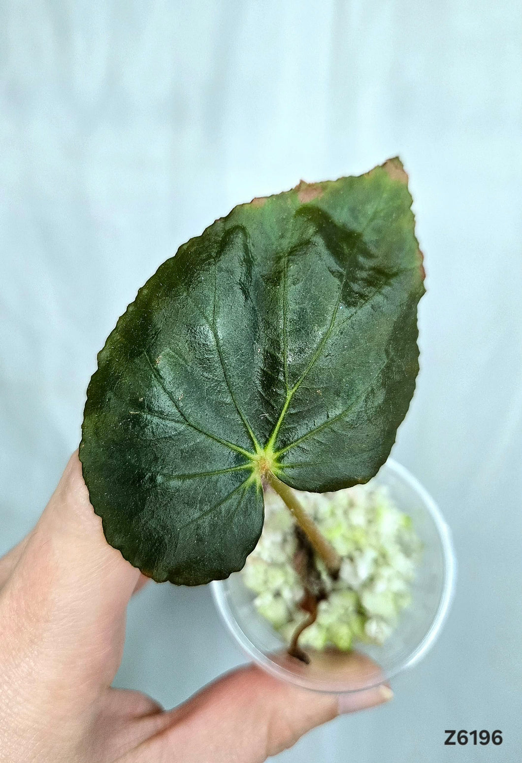 Bégonia Pavonia  #Z6196