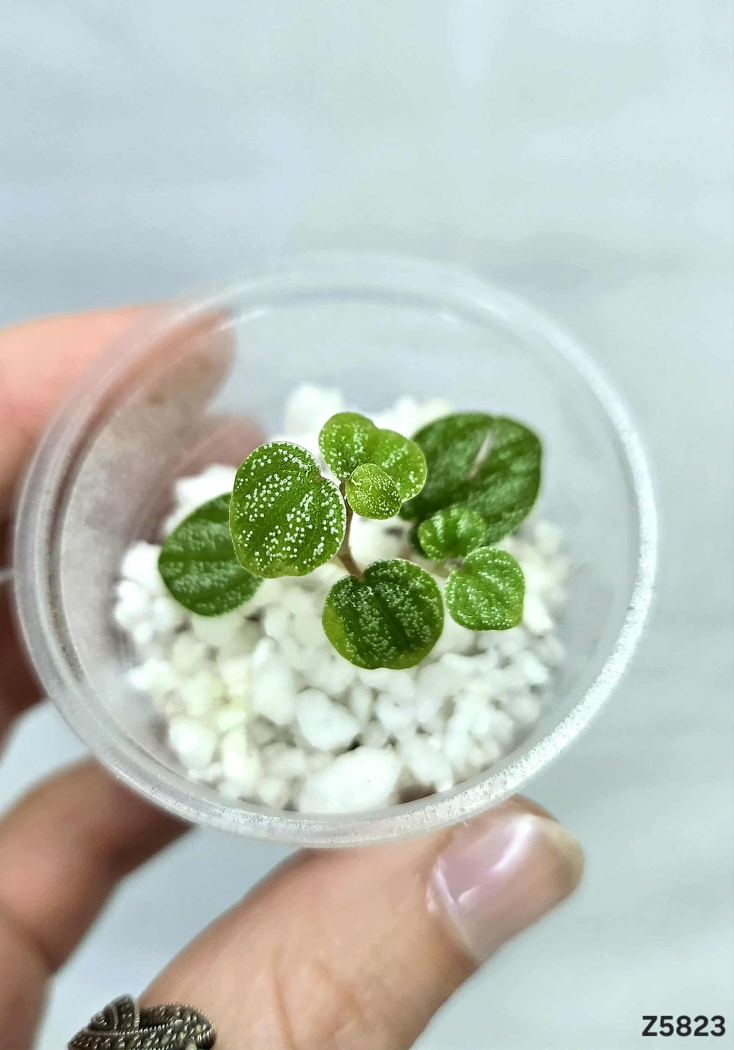 Peperomia Antoniana Green #Z5823