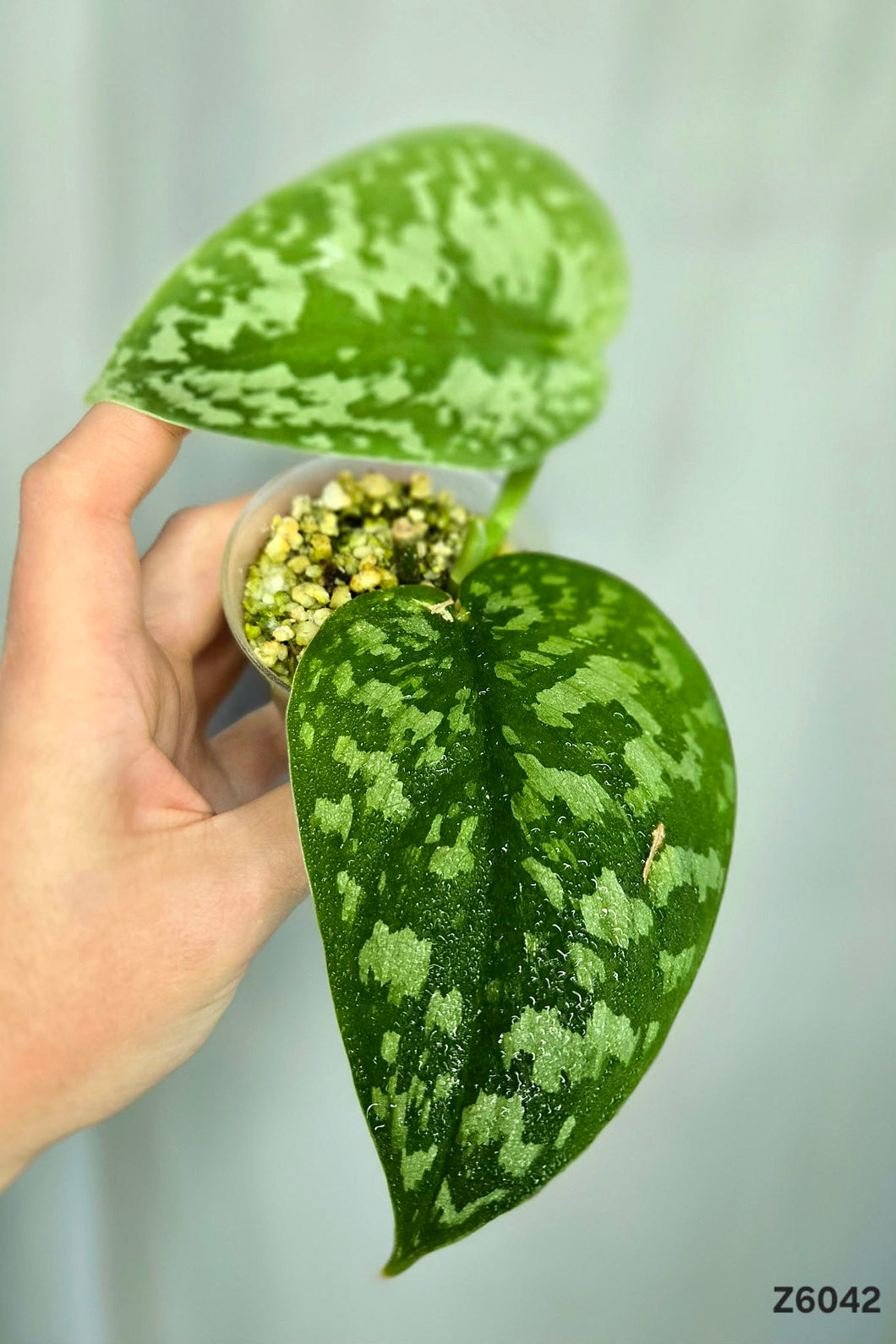 Scindapsus Exotica #Z6042