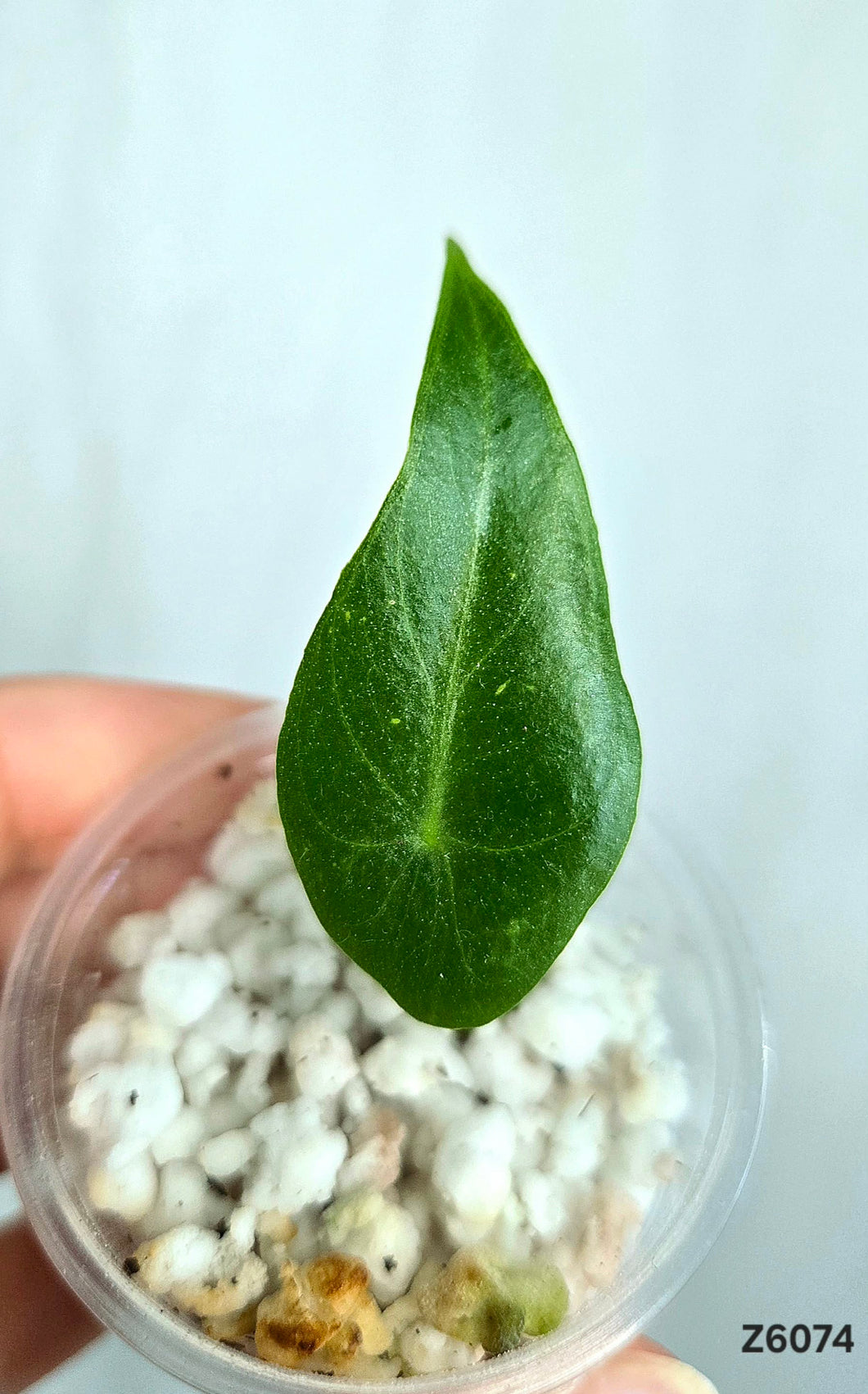 Alocasia Frydek  #Z6074