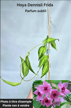 Load image into Gallery viewer, Hoya Dennisii Frida Variegata ⭐️
