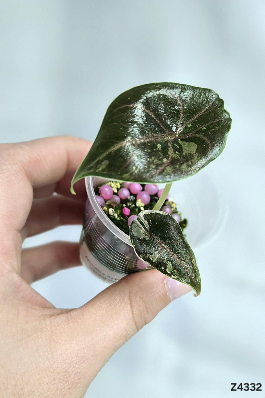 Alocasia Alzanii Variegata #Z4332