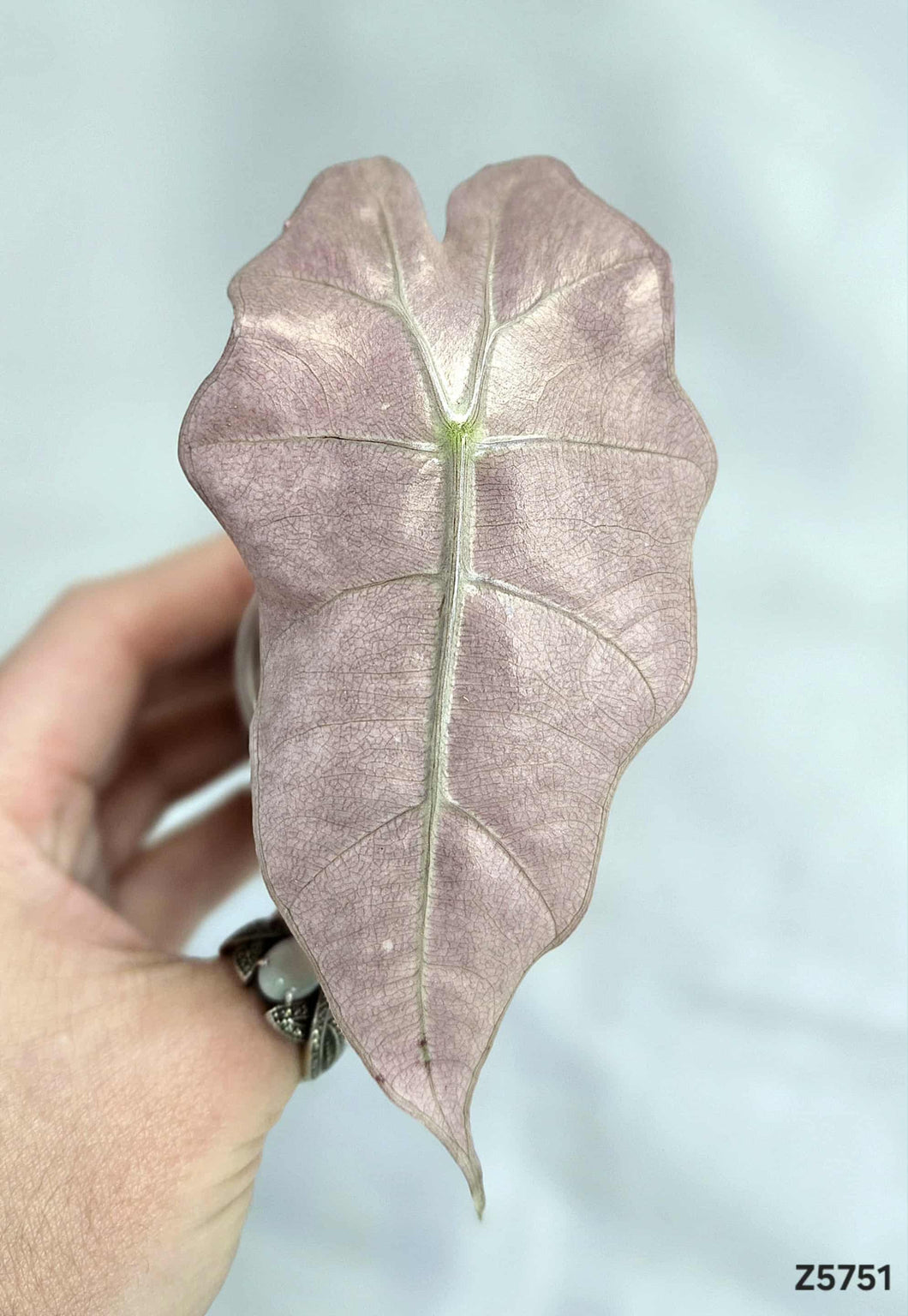 Alocasia Polly Variegata  #Z5751
