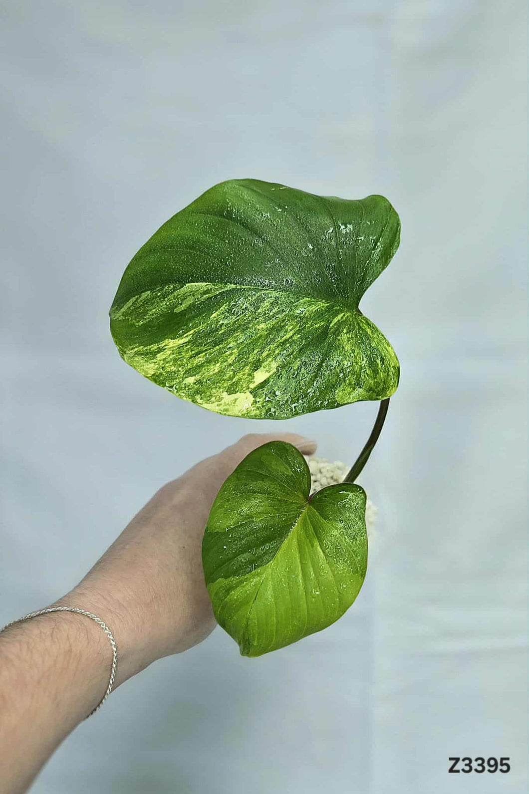 Homalomena Aurea #Z3395