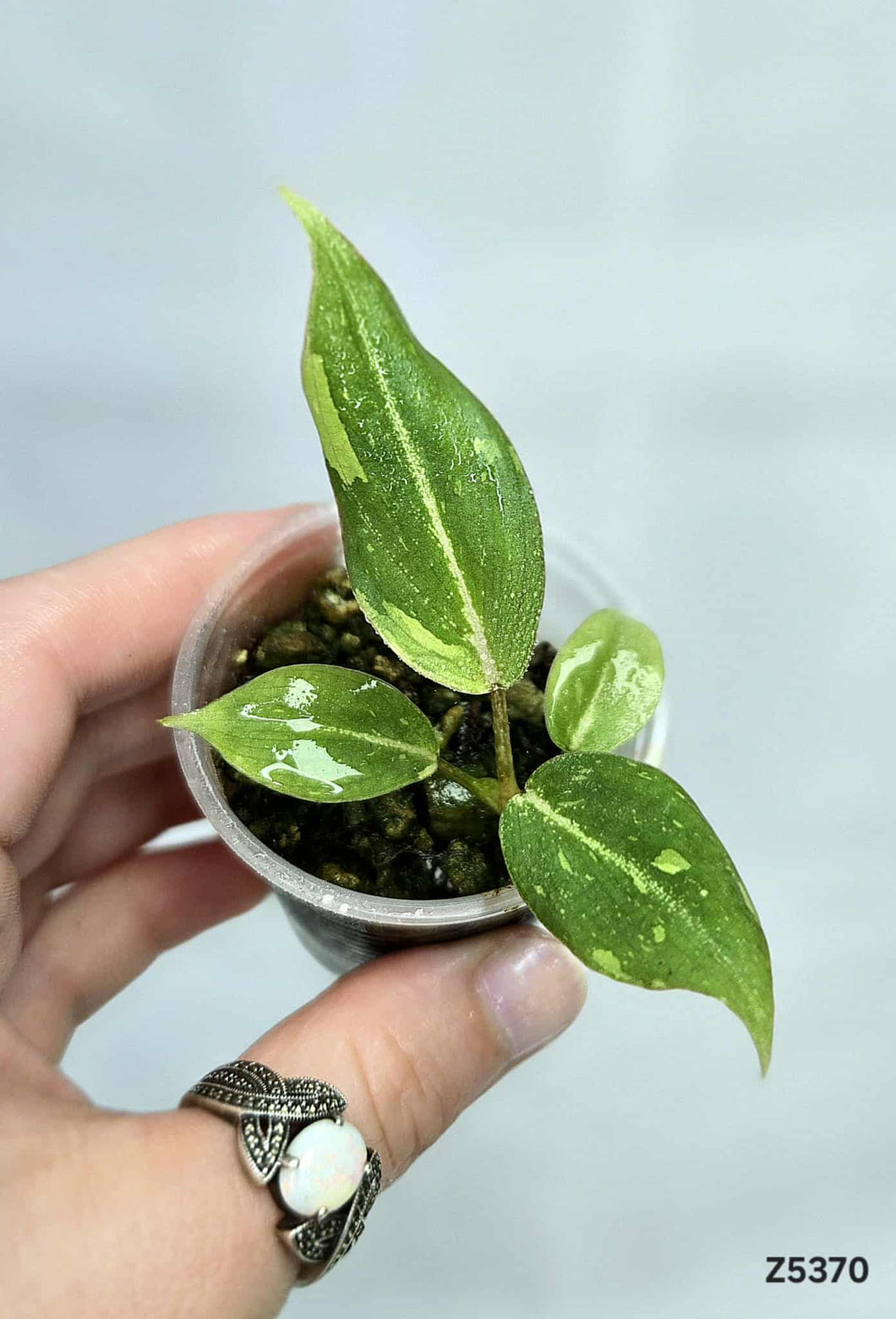 Philodendron Gloriosum Variegata #Z5370