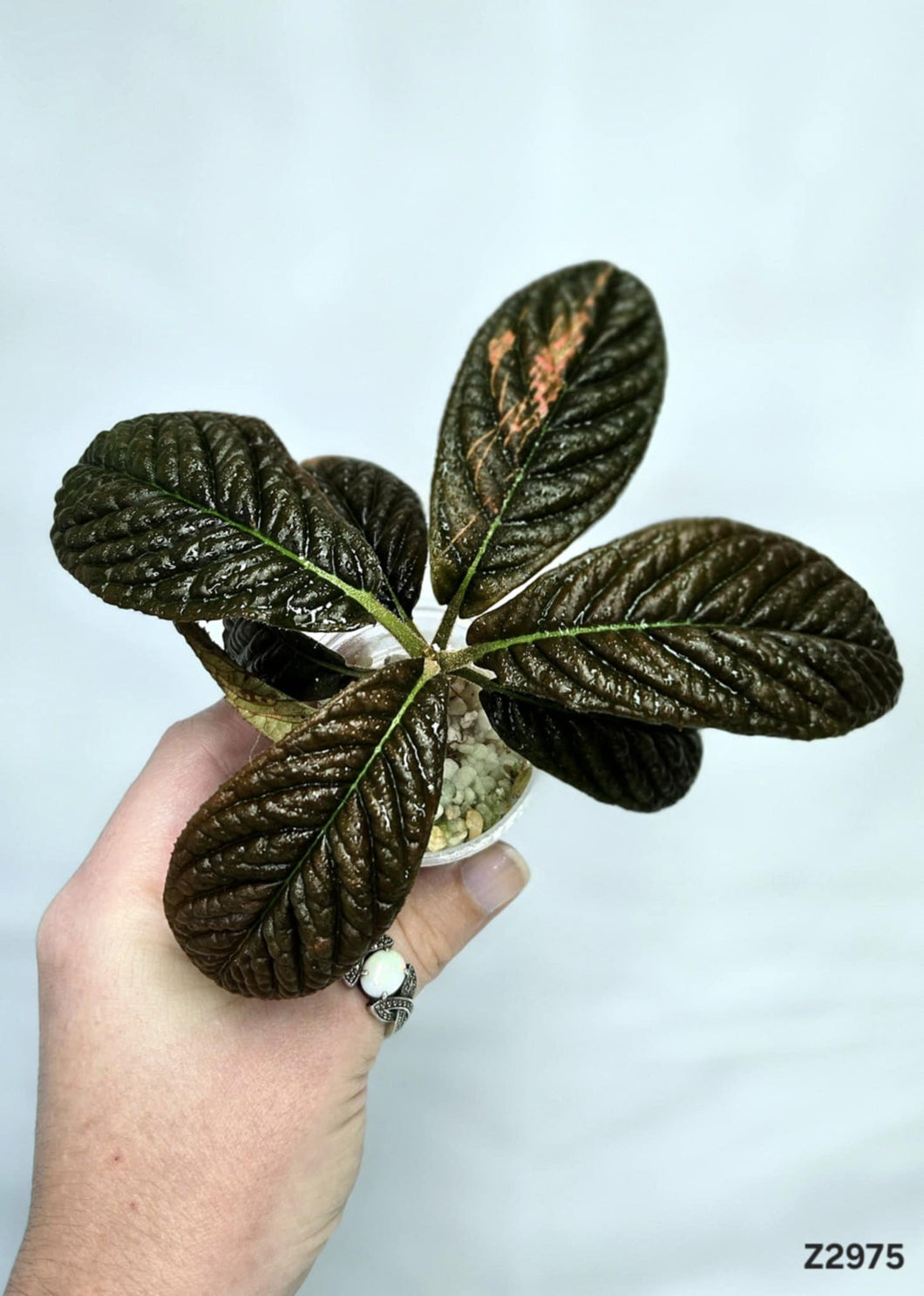 Ardisia Black #Z2975