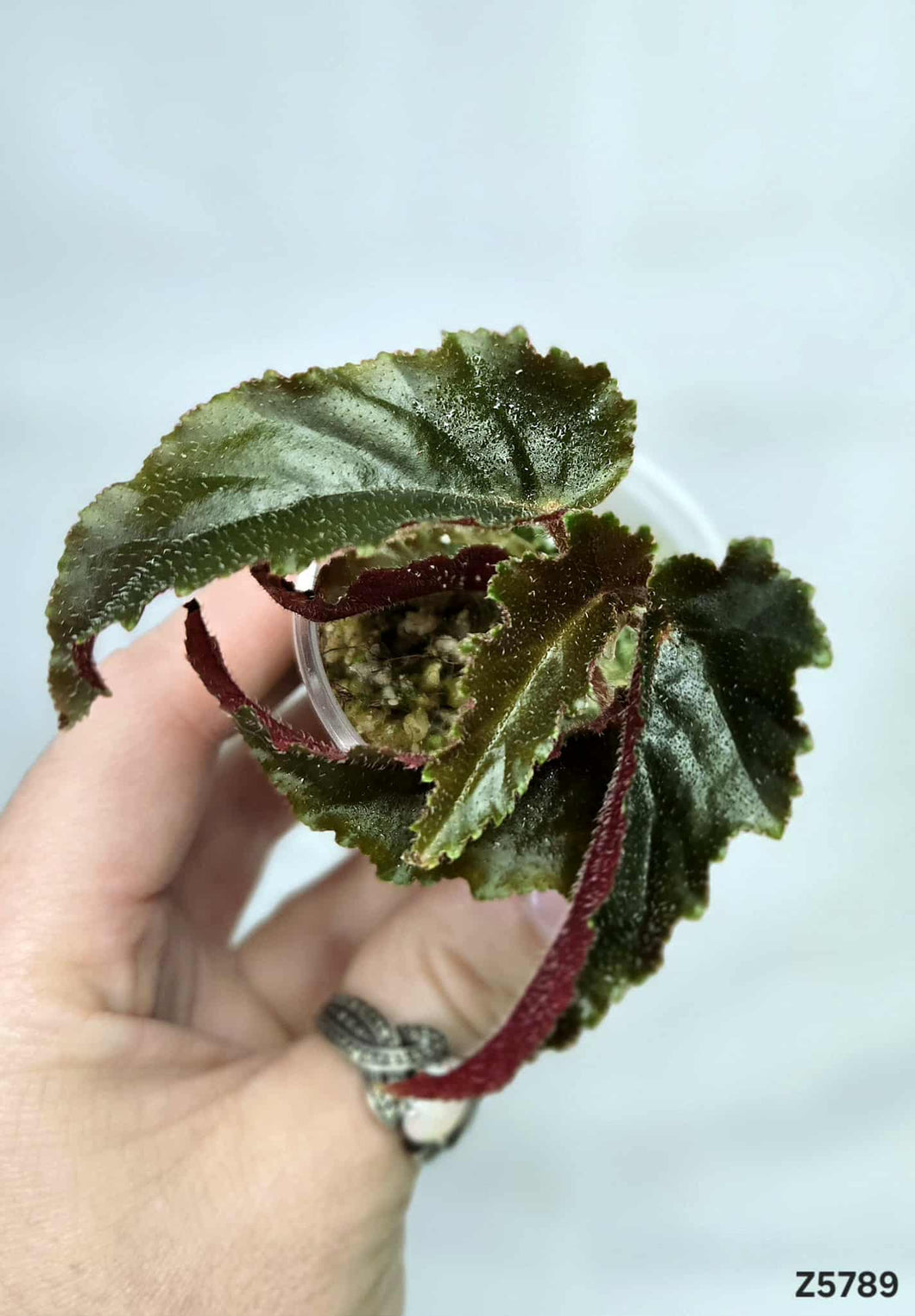 Bégonia Galaxy Revert #Z5789