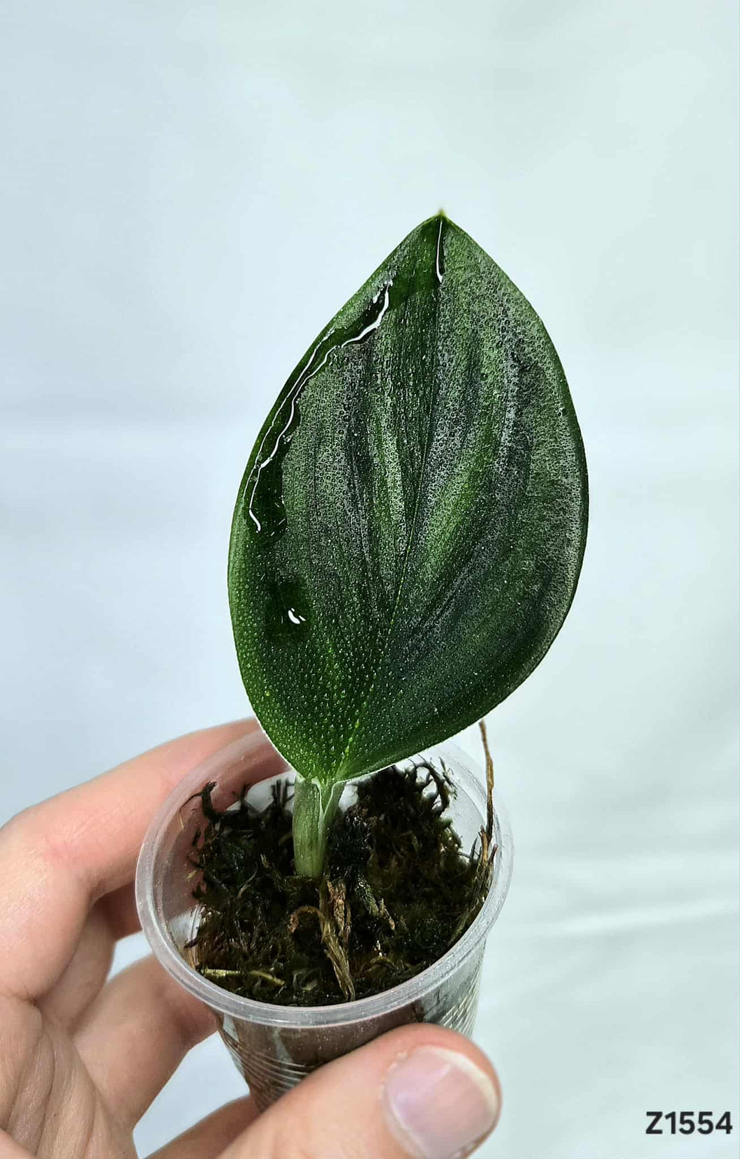 Scindapsus Treubii Dark #Z1554