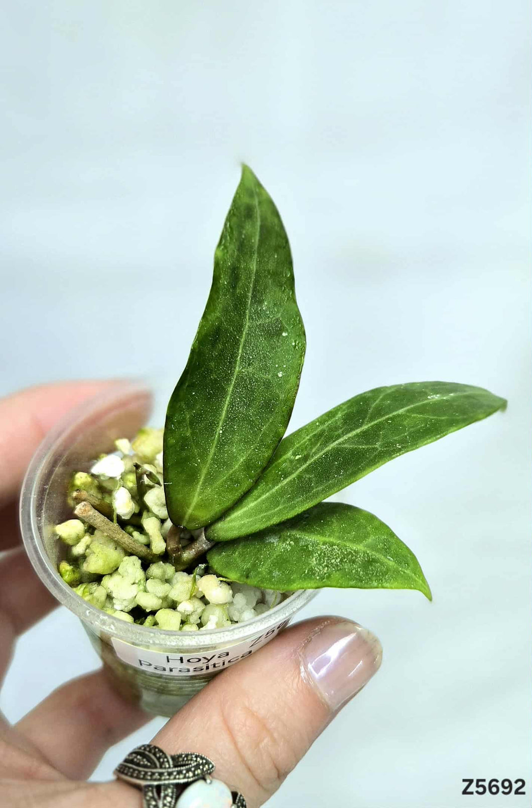 Hoya Parasitica ⭐️ #Z5692