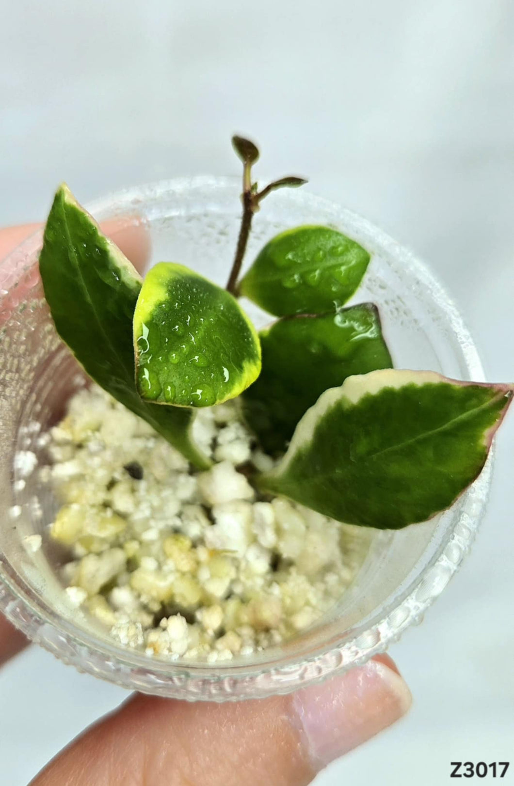 Hoya Heuschkeliana Albo ⭐️ #Z3017