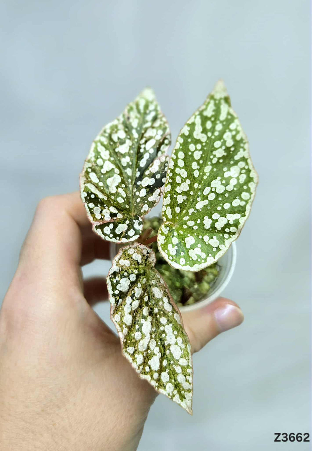 Bégonia Snowcapped Variegata #Z3662