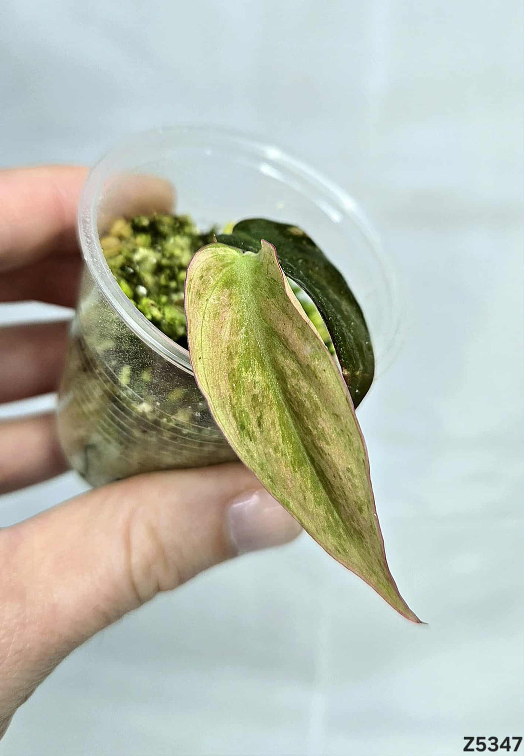 Philodendron Micans Mint #Z5347