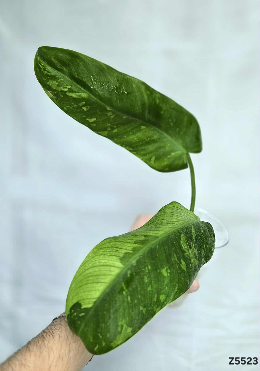 Philodendron Jose Buono #Z5523