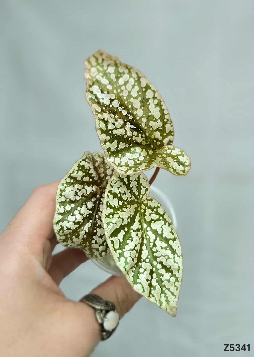 Bégonia Snowcapped Variegata #Z5341