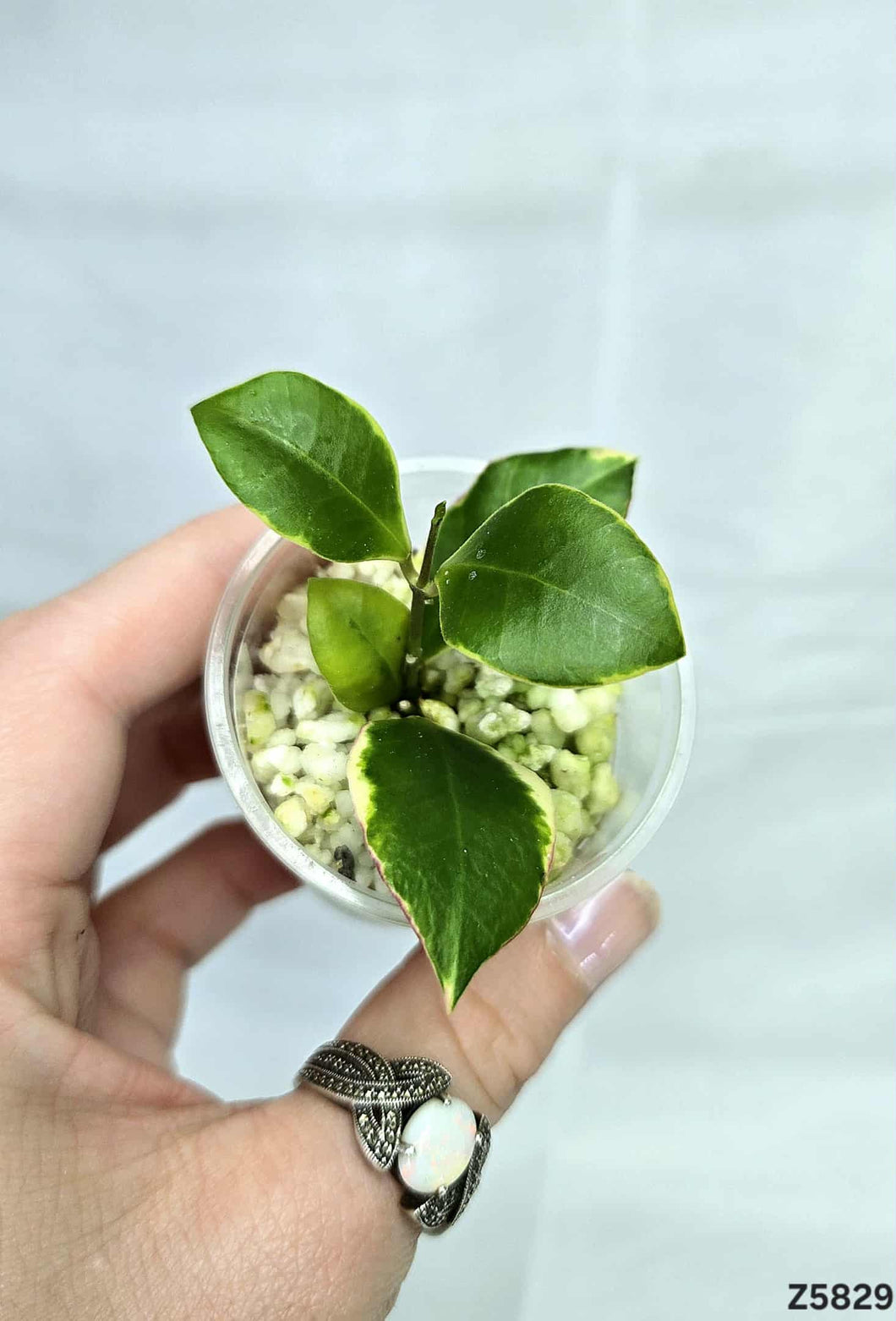 Hoya Heuschkeliana Albo ⭐️ #Z5829