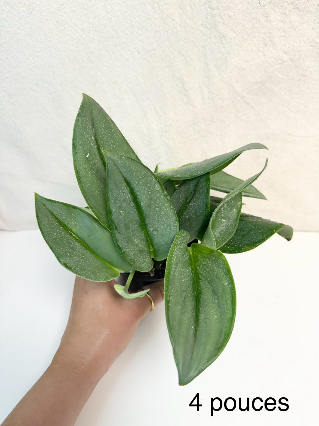 Scindapsus treubii moonlight