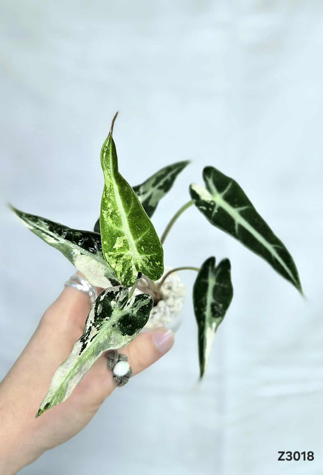 Alocasia Bambino Pink Albo #Z3018