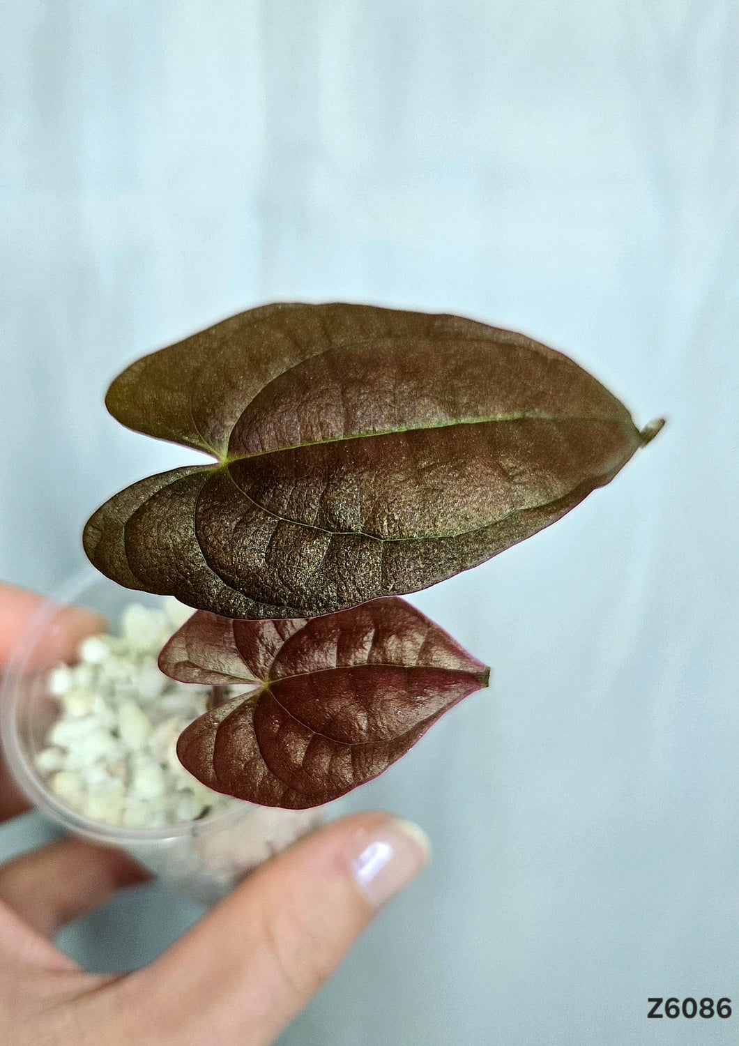 Dioscorea Black #Z6086