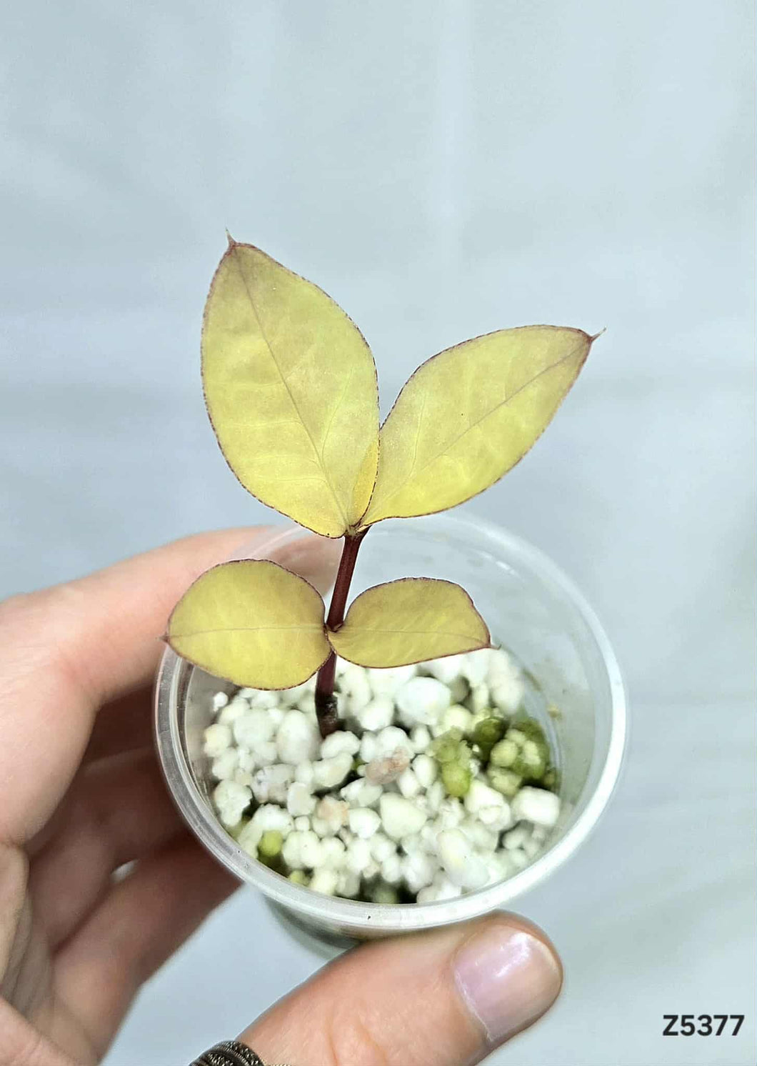 Zz plant Variegata #Z5377