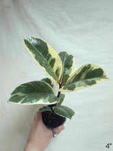 Charger l&#39;image dans la galerie, Ficus Tineke
