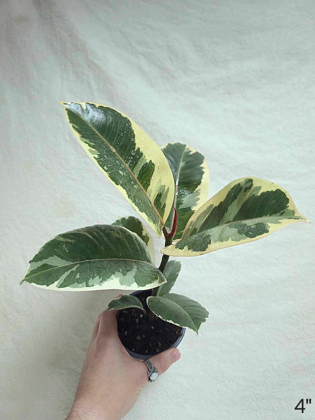 Ficus Tineke