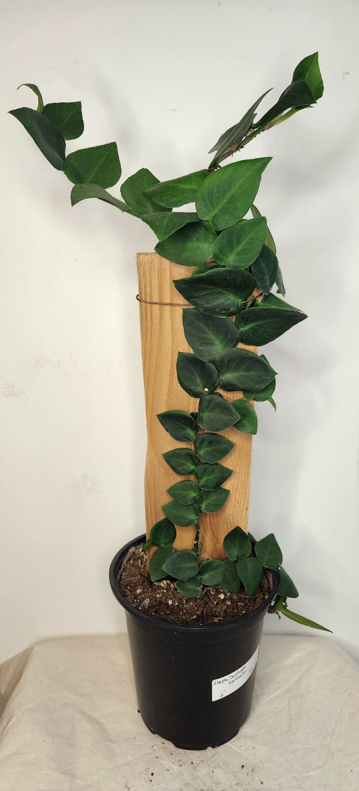 Rhaphidophora korthalsii