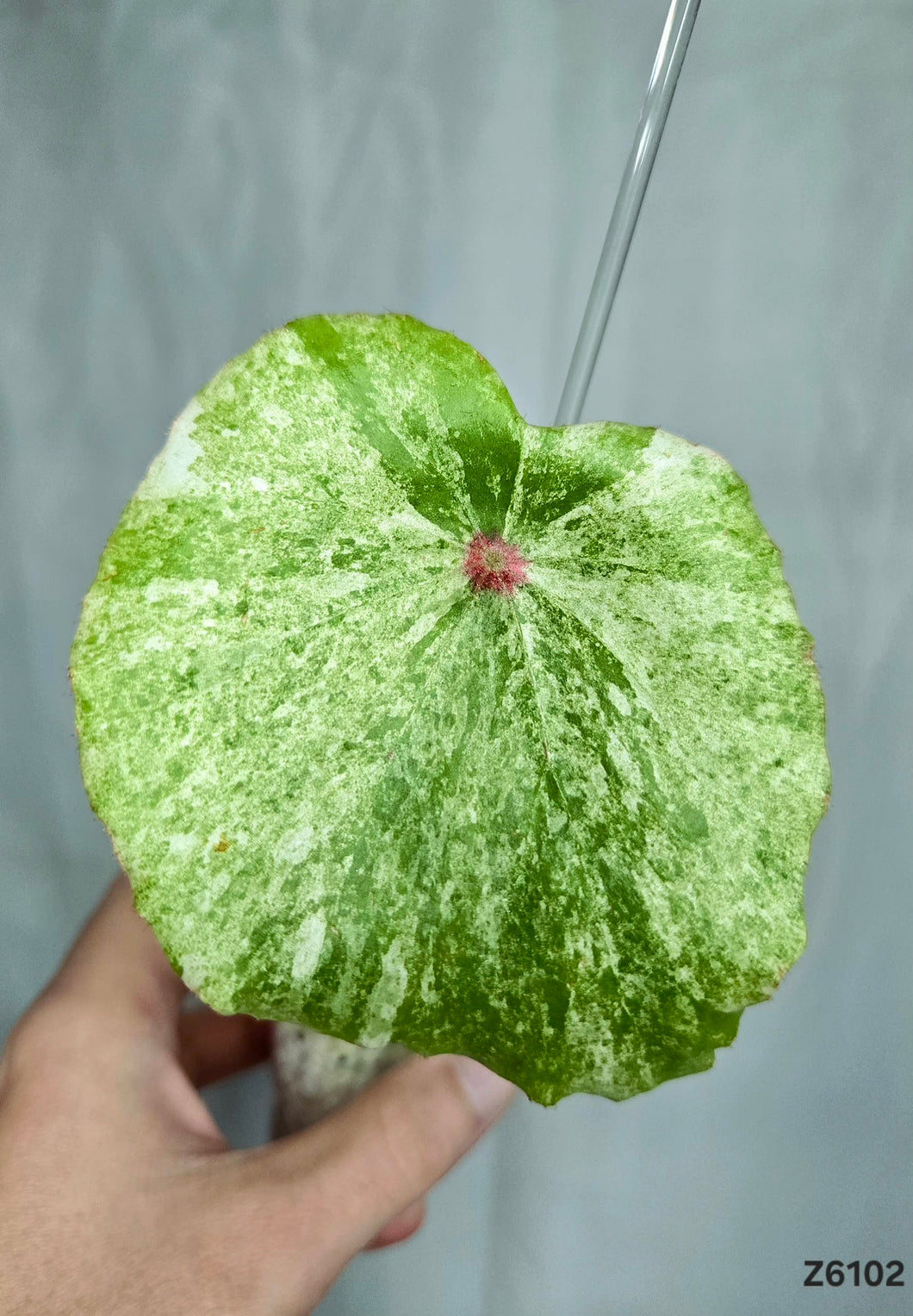 Bégonia Rouge Variegata  #Z6102