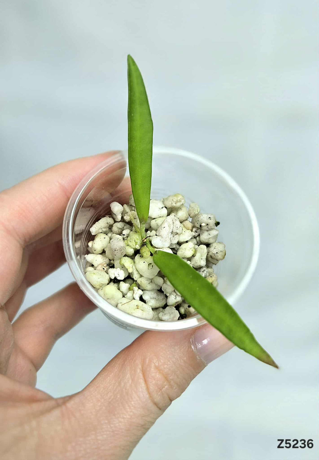 Dischidia Sp Philippines  #Z5236