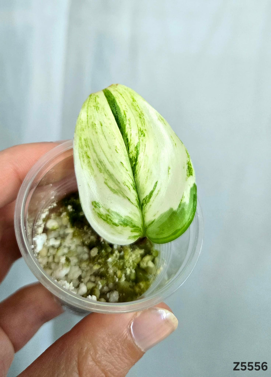 Scindapsus Treubii Albo #Z5556