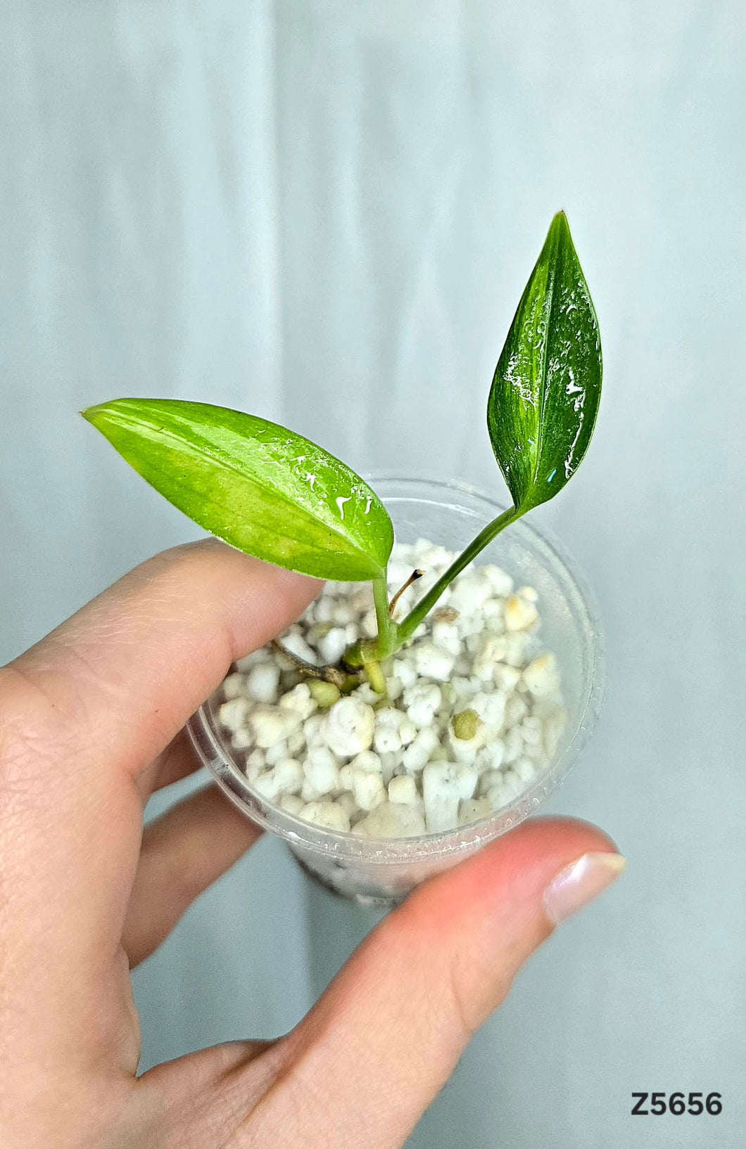 Epipremnum Amplissimum Variegata #Z5656