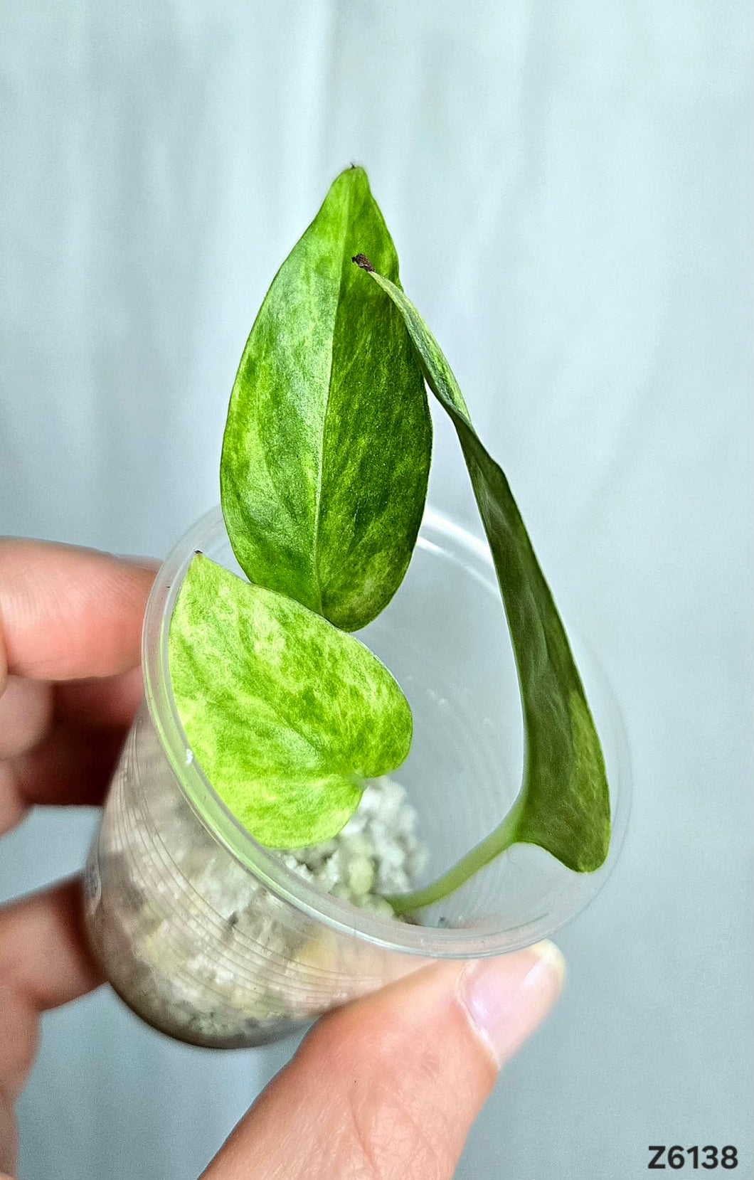 Epipremnum Yellow Star #Z6138