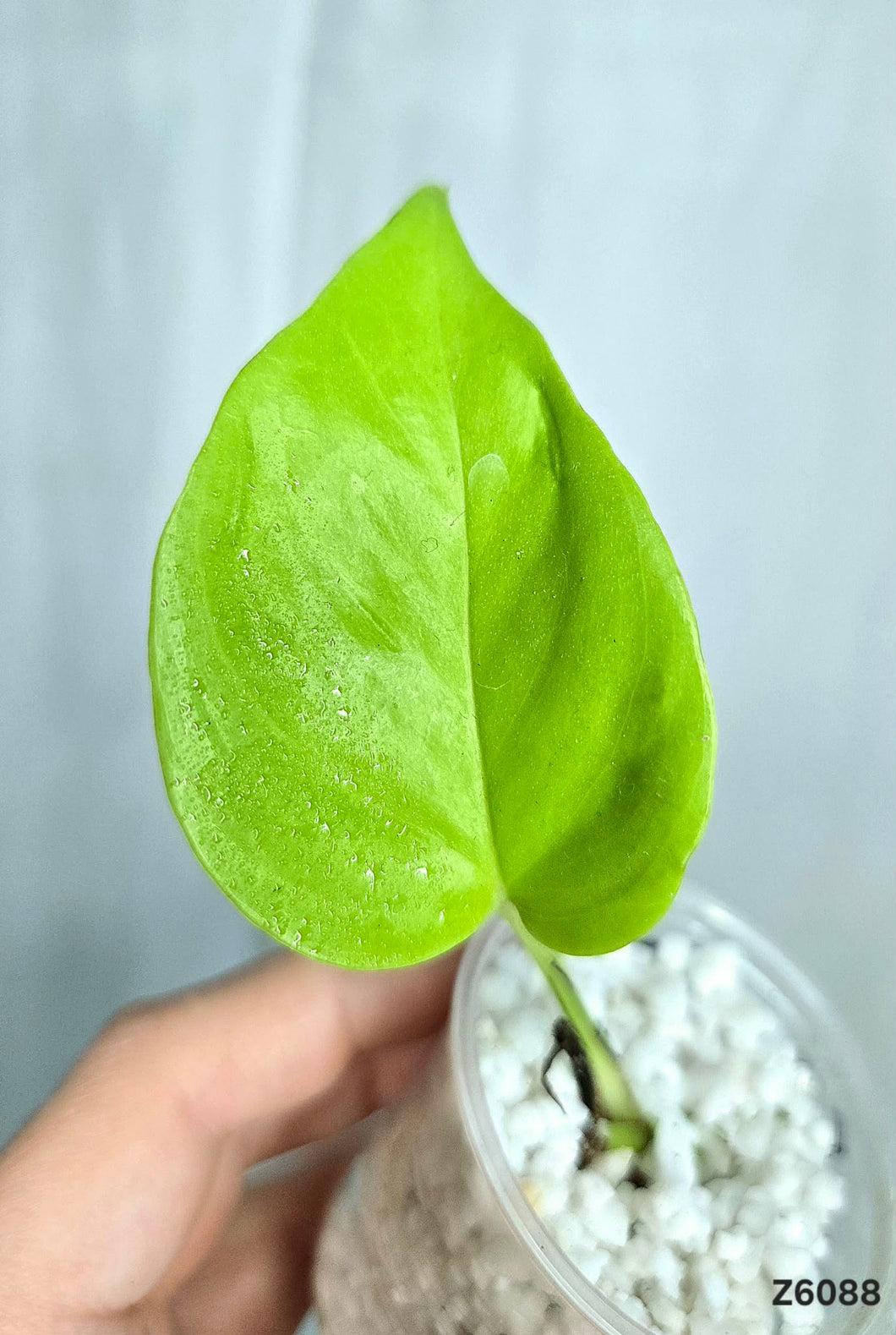 Epipremnum Champs Elysées  #Z6088