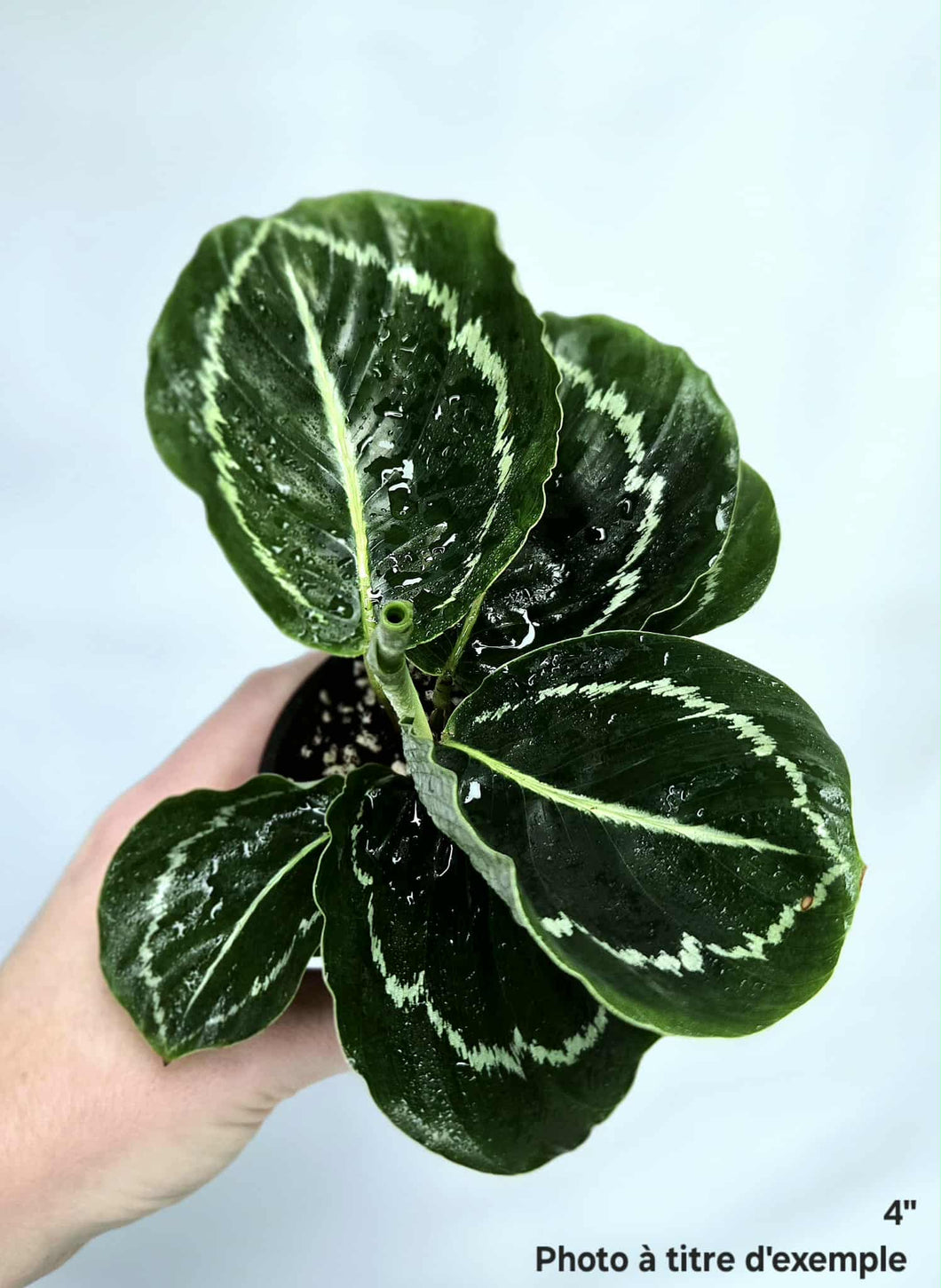 Calathea roseopicta green⭐️