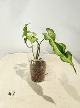 Charger l&#39;image dans la galerie, Syngonium three kings
