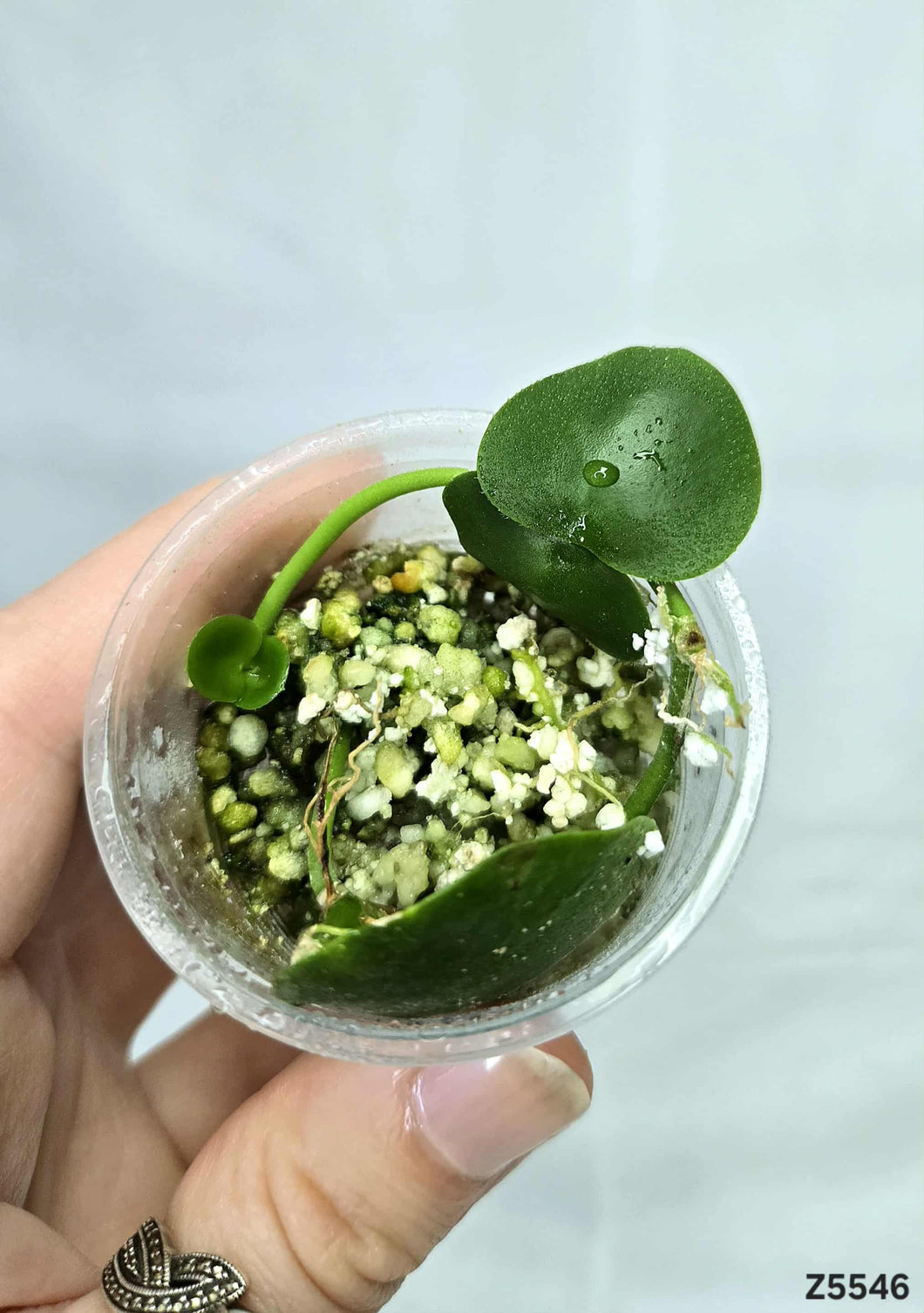 Dischidia Platyphylla #Z5546