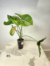 Charger l&#39;image dans la galerie, Syngonium confetti tricolore
