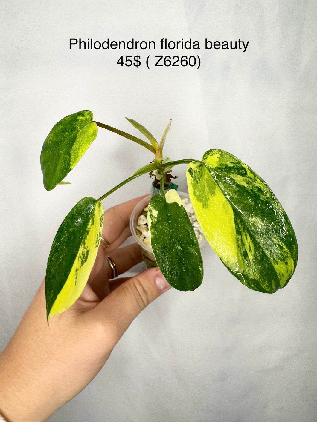 Philodendron Florida Beauty #Z6260