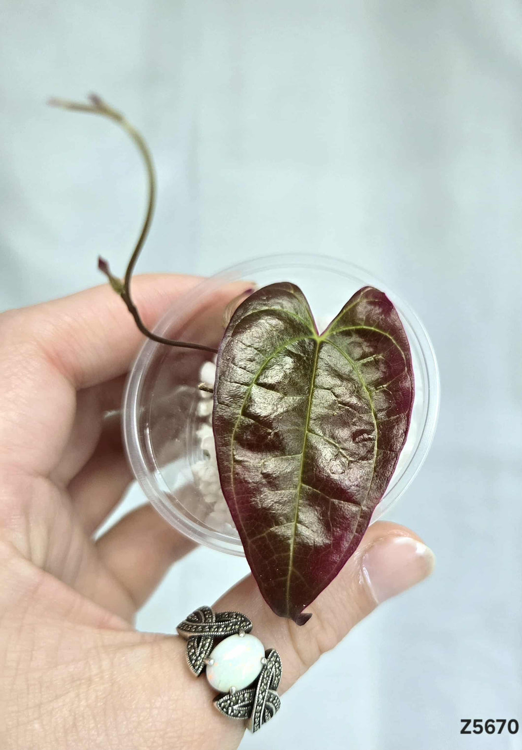 Dioscorea Black #Z5670