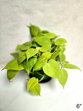Load image into Gallery viewer, Philodendron lemon lime
