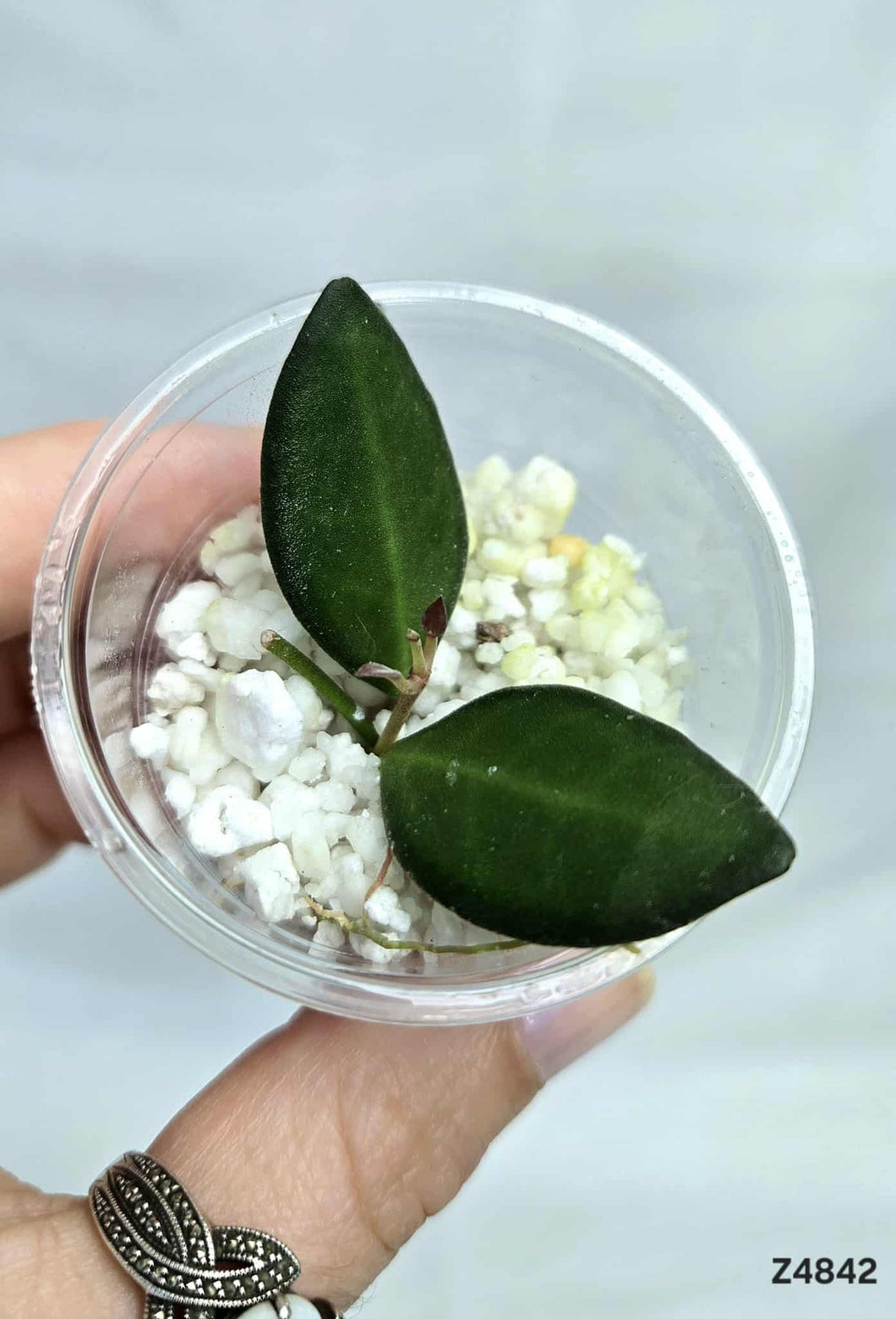 Hoya Bilobata ⭐️ #Z4842