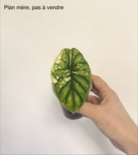 Load image into Gallery viewer, Bulbille Alocasia Dragon Scale Variegata
