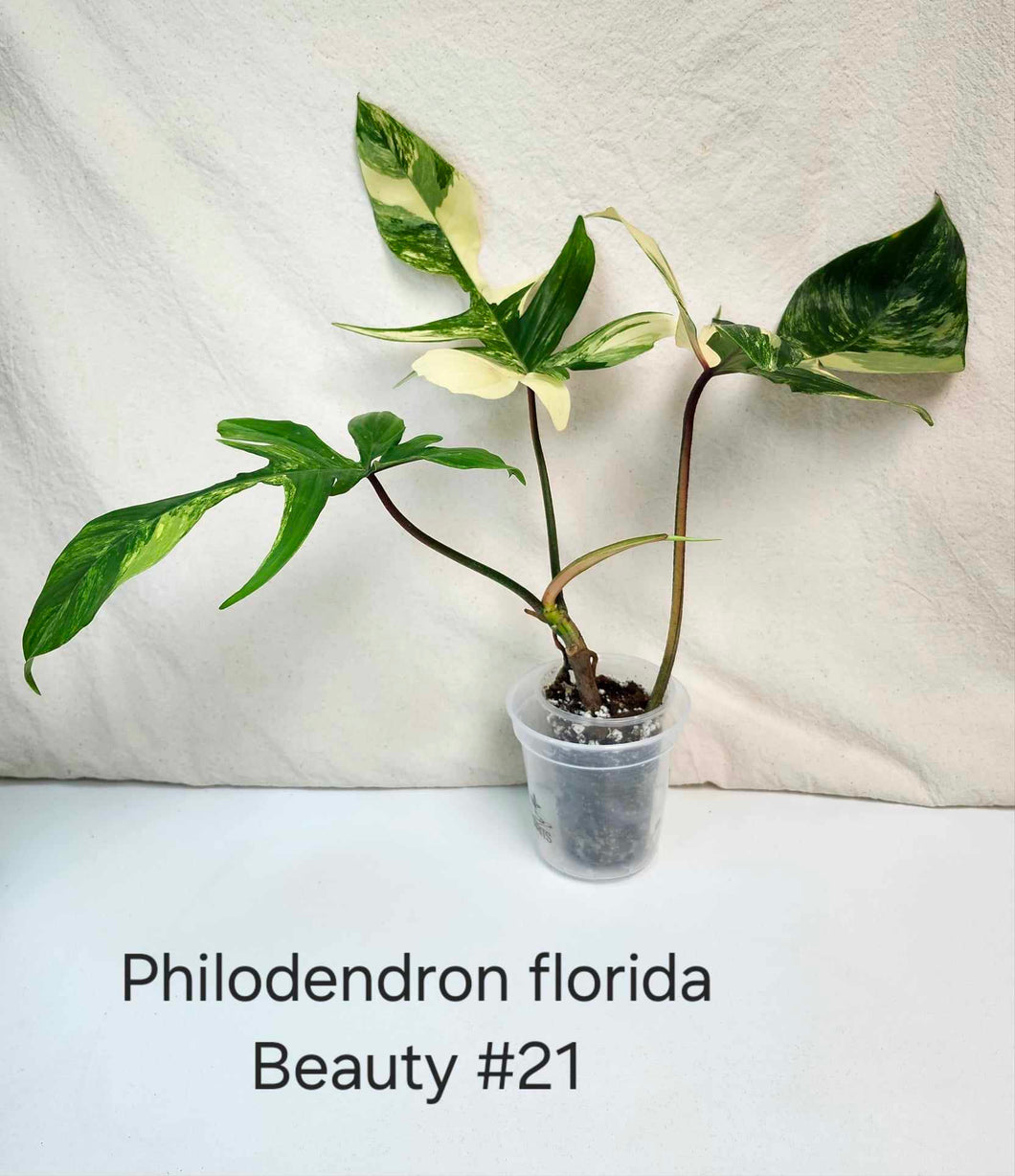 Philodendron florida beauty #21