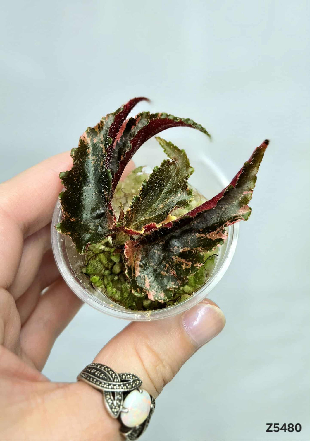 Bégonia Galaxy #Z5480