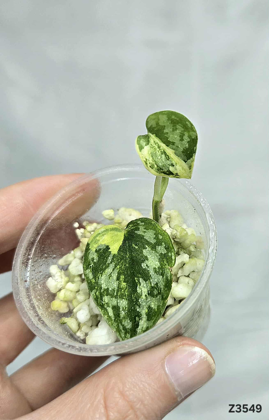 Scindapsus Apolaki #Z3549