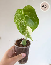 Load image into Gallery viewer, Monstera Albo en petit pot, grandes feuilles vert vif et crème panachées
