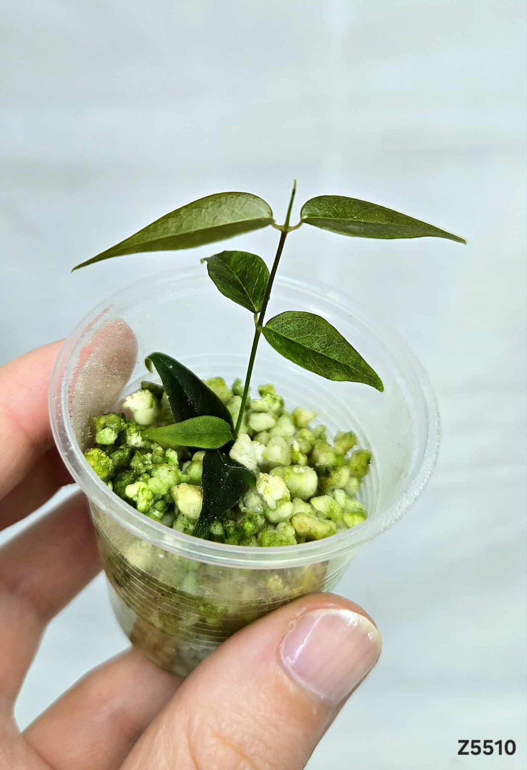 Hoya Leucantha PNG ⭐️ #Z5510